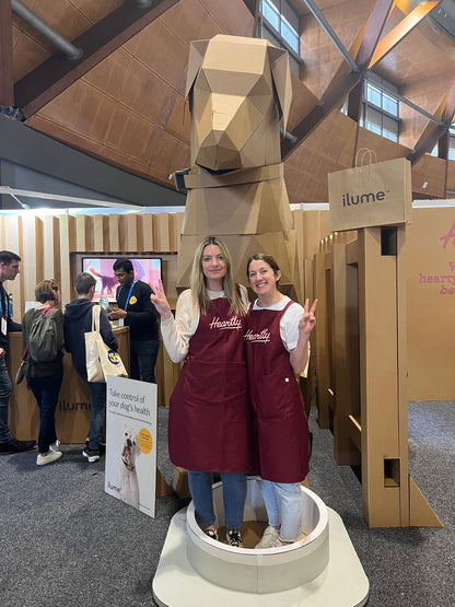 Cardboard Dog